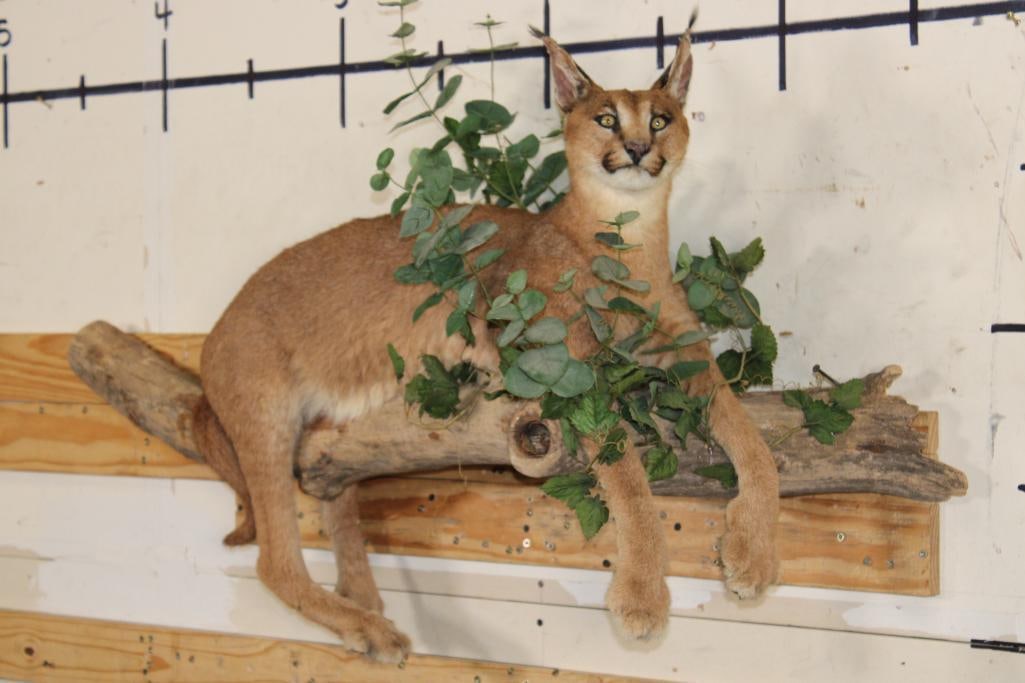 Life-sized CARACAL CAT Laying on a Wood Branch Base (1 of 12)