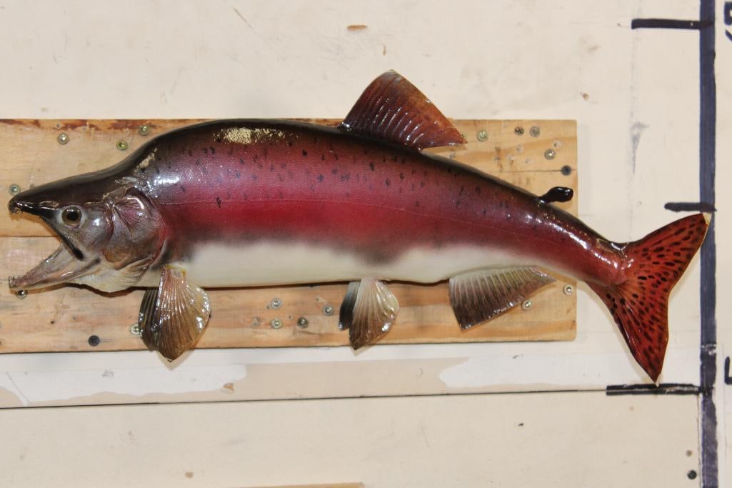 *Real Skin* STEELHEAD TROUT Fish Mount: *Real Skin* STEELHEAD TROUT Fish Mount. The Steelhead Trout measures 21" Long. TAXIDERMY FISH