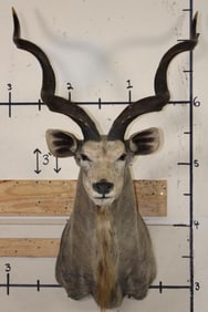 Big KUDU Shoulder Mount