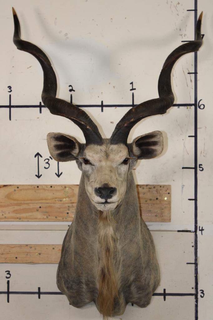 Big KUDU Shoulder Mount (1 of 10)