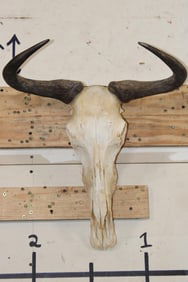 BLUE WILDEBEEST Skull with a Wire Hanger