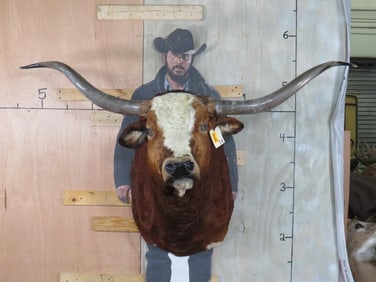 Big LONGHORN Steer Shoulder Mount