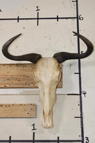 BLUE WILDEBEEST Skull with All its Teeth and a Wire Wall Hanger