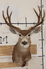 9-Point MULE DEER Shoulder Mount