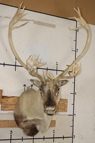 Big 30-Point CARIBOU Shoulder Mount
