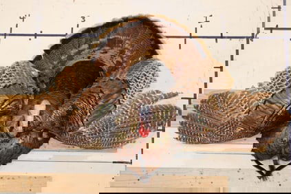 *Unique* Half Body or 1/3 Body TURKEY with its Wings Spread on a Wooden Plaque