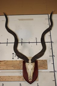 Big KUDU Skull on a Wooden Plaque with Removable Horns