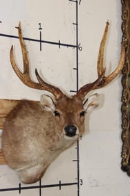 6-Point SAMBAR DEER Shoulder Mount