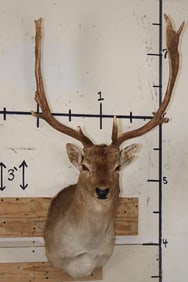14-Point FALLOW DEER Shoulder Mount