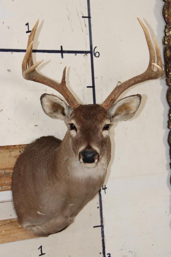 7-Point WHITETAIL DEER Shoulder Mount (1 of 6)