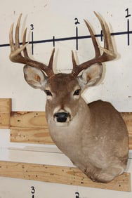 Symmetrical 9-Point WHITETAIL DEER Shoulder Mount