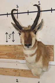 PRONGHORN Shoulder Mount