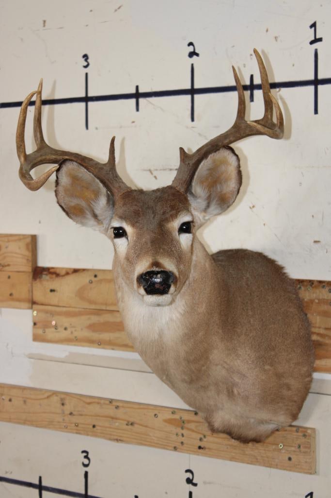 9-Point WHITETAIL DEER Shoulder Mount: Older 9-Point WHITETAIL DEER Shoulder Mount. It is in Good Condition for its age. TAXIDERMY