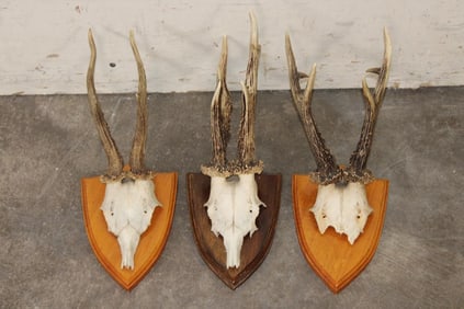 (3) ROE DEER Antler Racks on Wooden Plaques with Euro Cut Skull Caps (ONE$)