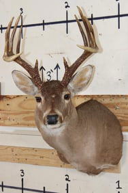 12-Point WHITETAIL DEER Shoulder Mount