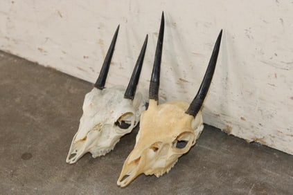 (2) STEENBOK Skulls for (ONE$)