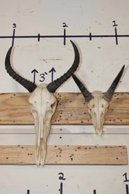 (1) TSESSEBE Skull and (1) REEDBUCK Skull with Wire Wall Hangers (ONE$)