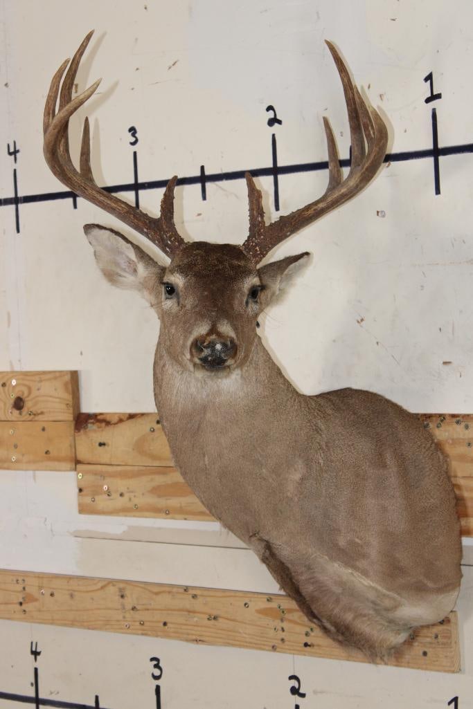 10-Point WHITETAIL DEER Shoulder Mount (1 of 7)