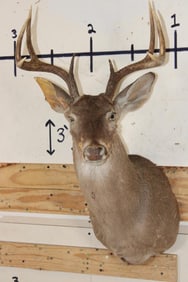 8-Point WHITETAIL DEER Shoulder Mount