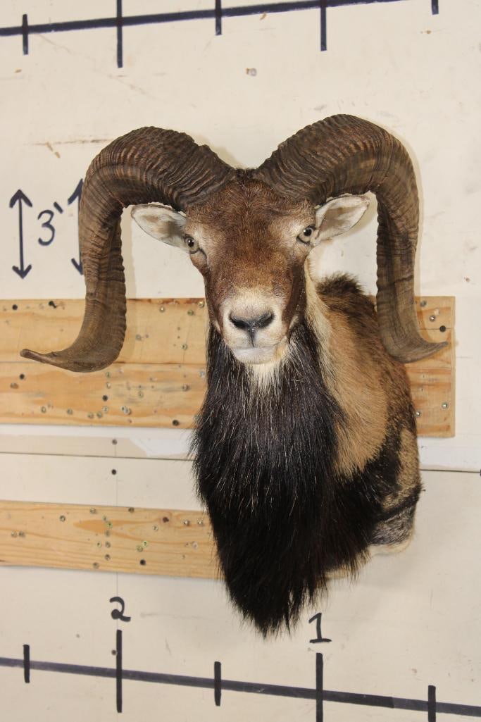CORSICAN SHEEP Ram Shoulder Mount (1 of 8)