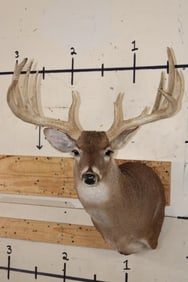 Big 14-Point WHITETAIL DEER Shoulder Mount
