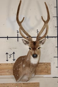 AXIS DEER Shoulder Mount in Velvet