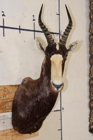 BLESBOK Shoulder Mount