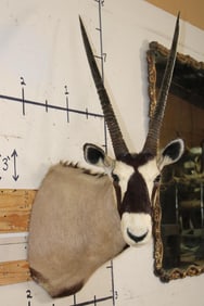 GEMSBOK Shoulder Mount