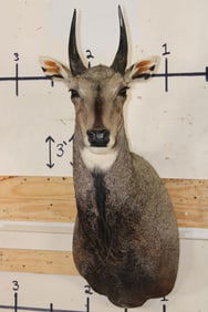 Big NILGAI Shoulder Mount