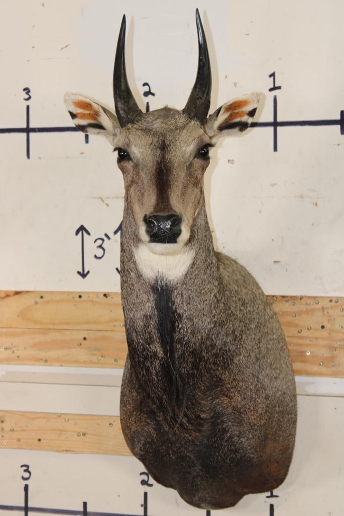 Big NILGAI Shoulder Mount (1 of 9)