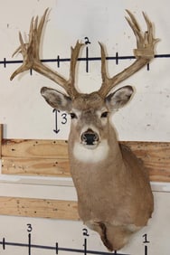 Big 22-Point WHITETAIL DEER Shoulder Mount