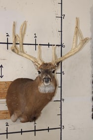 XL 15-Point WHITETAIL DEER Shoulder Mount