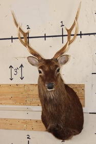 8-Point SIKA DEER Shoulder Mount