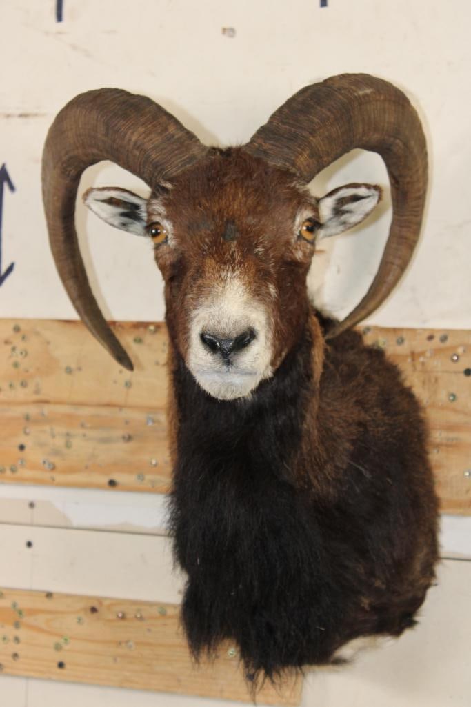 MOUFLON Shoulder Mount (1 of 9)