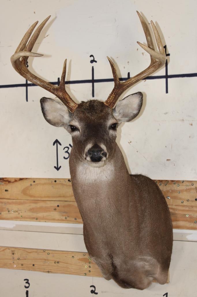9-Point WHITETAIL DEER Shoulder Mount: Very Nice and Clean 9-Point WHITETAIL DEER Shoulder Mount. It has a 19.5" Spread and is Very Good Condition. TAXIDERMY