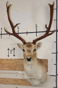 13-Point COMMON FALLOW DEER Shoulder Mount