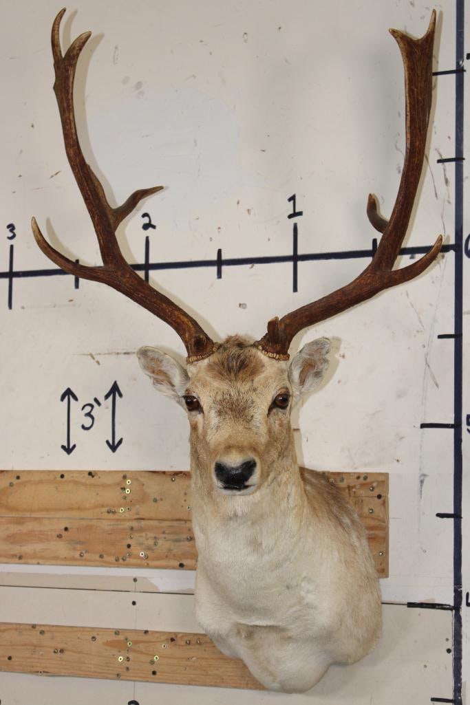 13-Point COMMON FALLOW DEER Shoulder Mount (1 of 9)