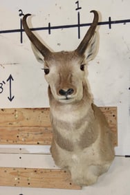 PRONGHORN Shoulder Mount