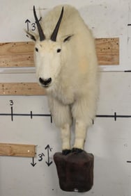 Half Body MOUNTAIN GOAT on a Wall Hanger Base
