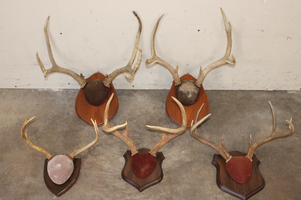 (3) MULE DEER Antler Racks and (2) WHITETAIL DEER Antler Racks all on Wood Plaques (ONE$) (1 of 6)