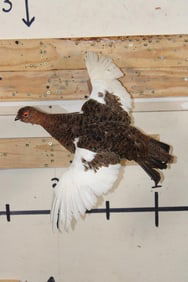 Life-sized Flying WILLOW PTARMIGAN Bird on a Wood Wall Hanger