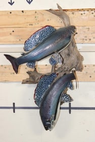 2 *Real Skin* Artic GRAYLING Fish on a Driftwood Wall Hanger