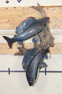 2 *Real Skin* Artic GRAYLING Fish on a Driftwood Wall Hanger: 2 *Real Skin* Artic GRAYLING Fish on a Driftwood Wall Hanger. The lower Grayling has front fin damage. The upper Grayling is in Good Condition. TAXIDERMY FISH