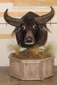 Big WATER BUFFALO on a Rustic Wood Pedestal with Wheels