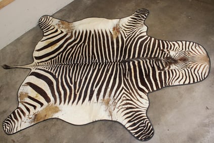 XL ZEBRA Hide Rug with a Carpet Backing and Leather Piping