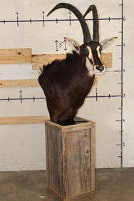 SABLE on a Rustic Wood Pedestal