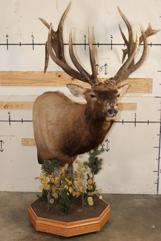 XXL "Bugling" Non-Typical ROCKY MOUNTAIN ELK on a Wood Pedestal with Wheels (1 of 15)
