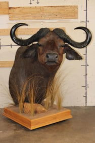 CAPE BUFFALO Pedestal Mount on a Wood Base with Wheels