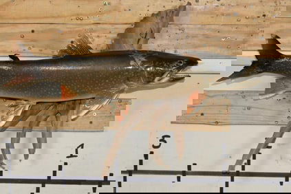 *Real Skin* BROOK TROUT on a Driftwood Wall Hanger