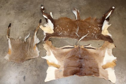 (1) REEDBUCK Back Hide, (1) BUSHBUCK Back Hide, and (1) IMPALA Back Hide (ONE$)